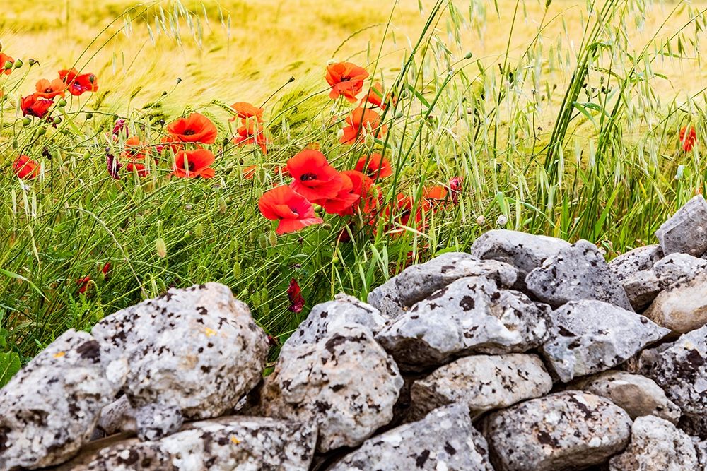 Italy-Apulia-Province of Taranto-Laterza Field of barley with poppies and an old stone wall art print by Emily Wilson for $57.95 CAD